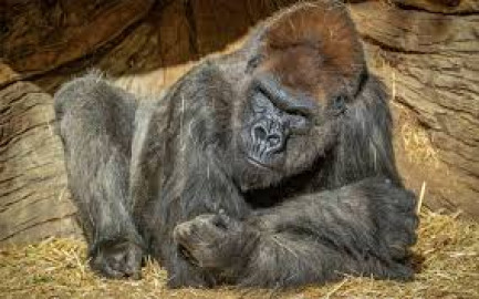 Dos gorilas dieron positivo a Covid-19 en el zoo de San Diego