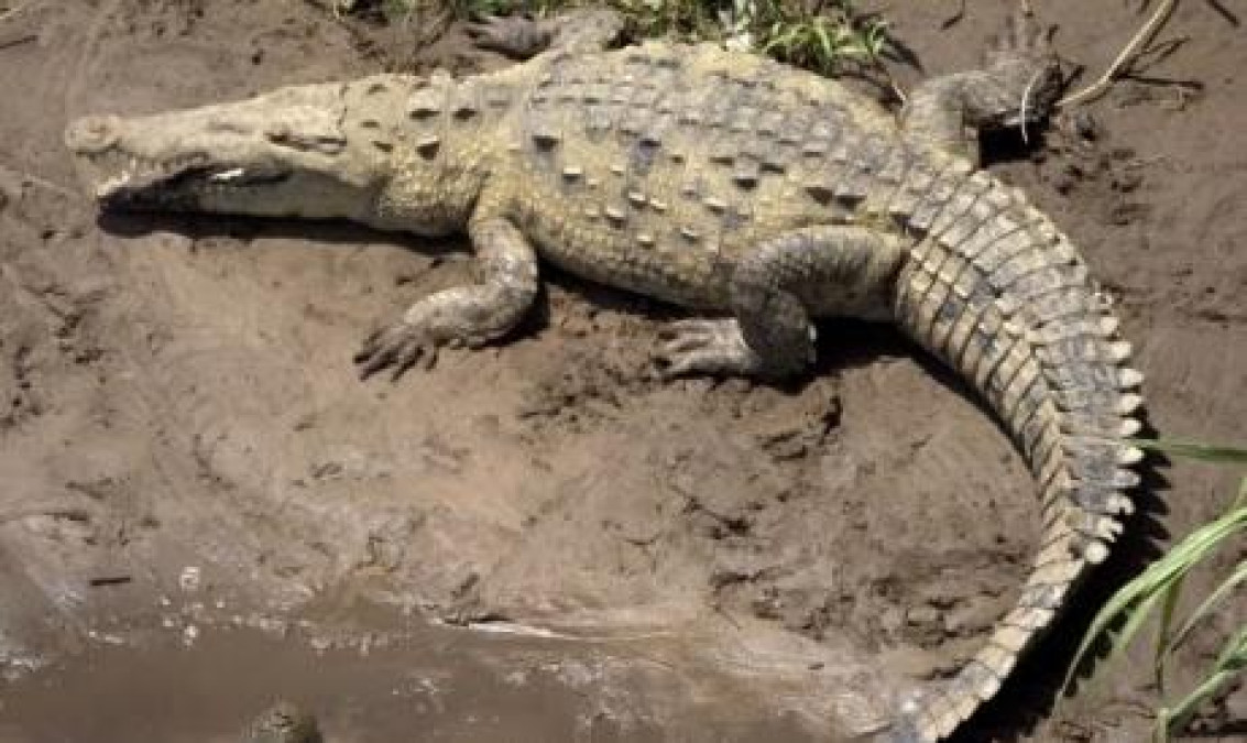 En lo que va del periodo vacacional de verano se han capturado 17 cocodrilos 