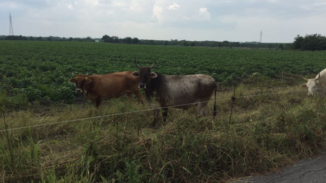 ⁠⁠⁠Genera conflictos elección de dirigente de la junta local de sanidad vegetal