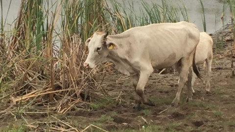 Lluvias generan esperanza en el campo agrícola y ganadero en el sur