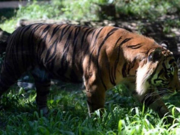 Tigre ataca a cuidadora en zoológico de Kansas