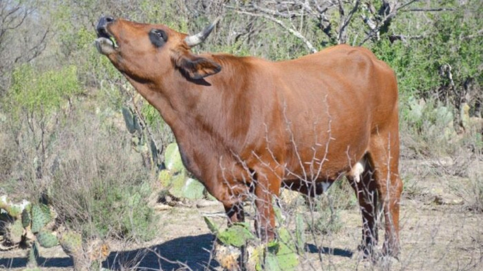 Con ansias esperan ganaderos de Nuevo Laredo que llueva