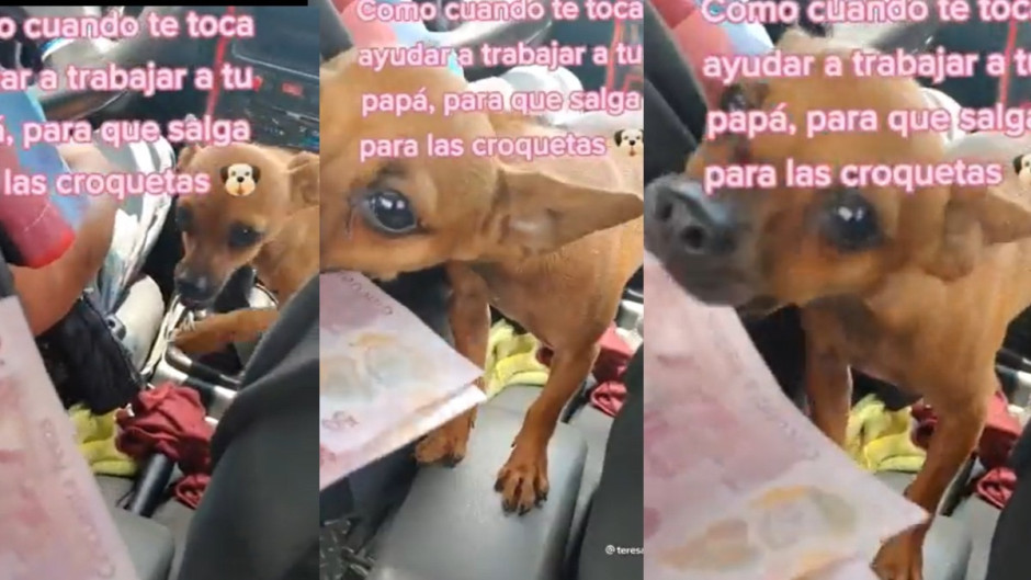 Perrita se viraliza por acompañar a taxista y cobrar viajes