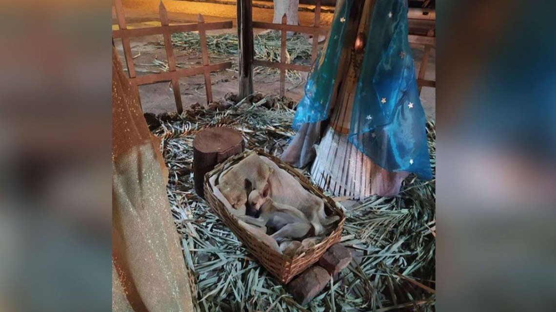 Perrito se duerme en pesebre de Nacimiento  y recibe el mejor regalo de Navidad