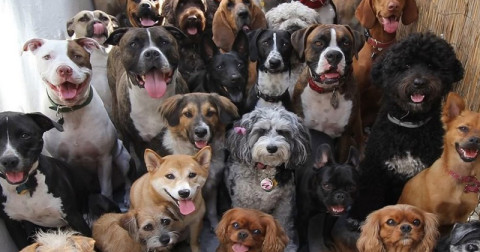 Asignan defensa legal a mascotas maltratadas 