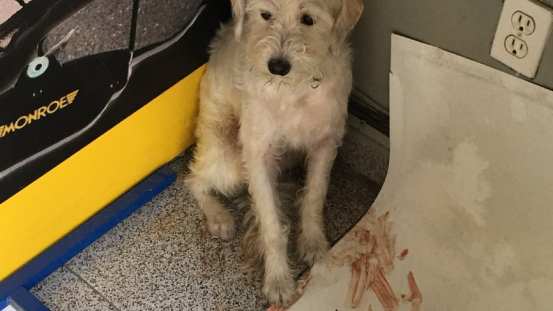 Rescatan a perro de escombros que dejó el sismo 