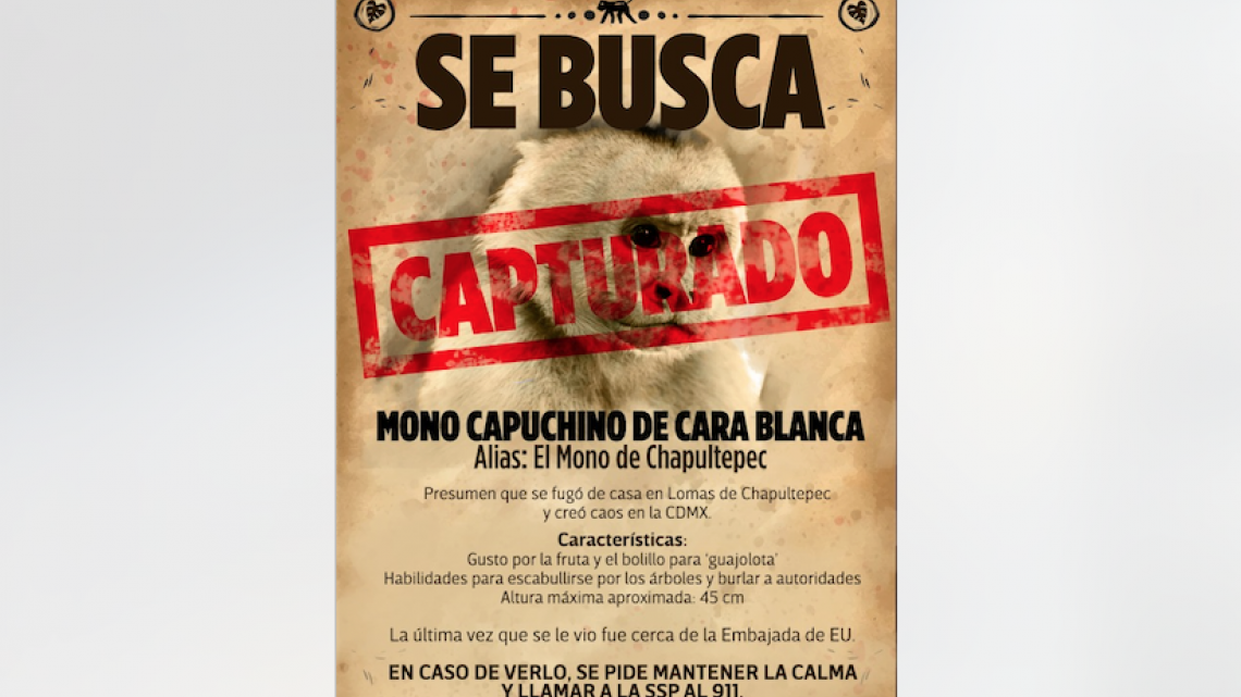 Reacciones y memes por captura del mono de las lomas