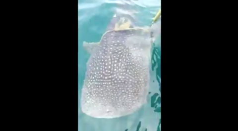 Tiburón Ballena “pide ayuda” a pescadores en Malasia