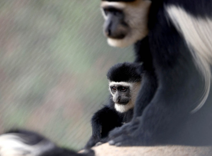 OMS lamenta ataques contra simios por temor a la viruela 