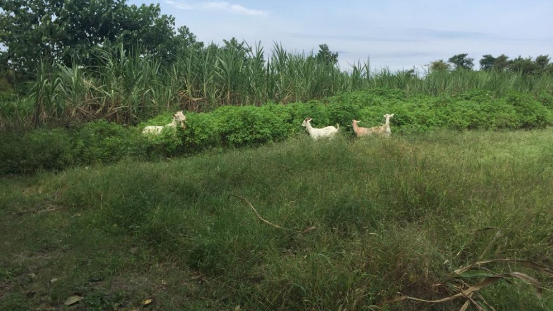 Necesario apoyar al campo ante la falta de lluvias