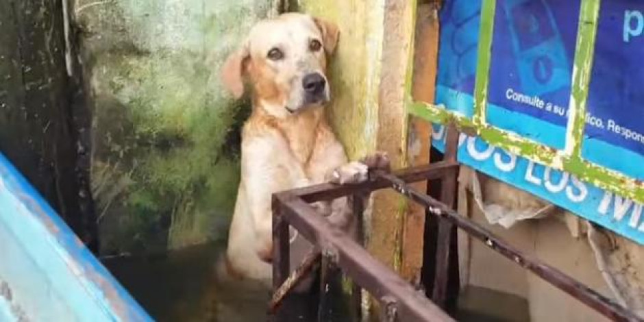 Rescatan perrito atrapado en inundación de Tabasco