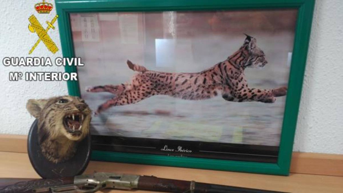 Hombre es detenido por ofertar cabeza de lince en internet