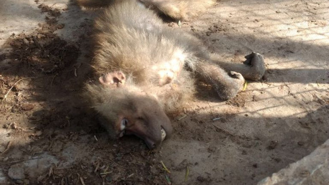 Descubren maltrato animal y probables sustancias en zoológico
