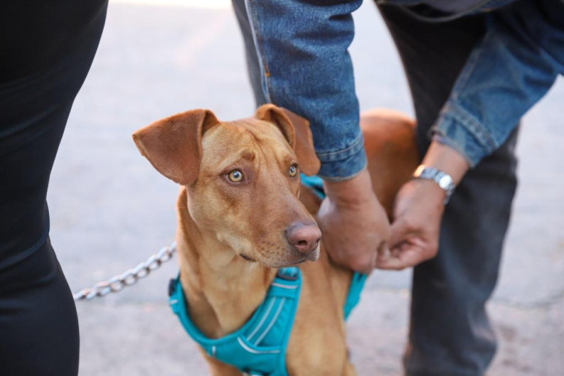 Llevan a cabo 198 servicios en la brigada de salud animal, en la colonia La Fe