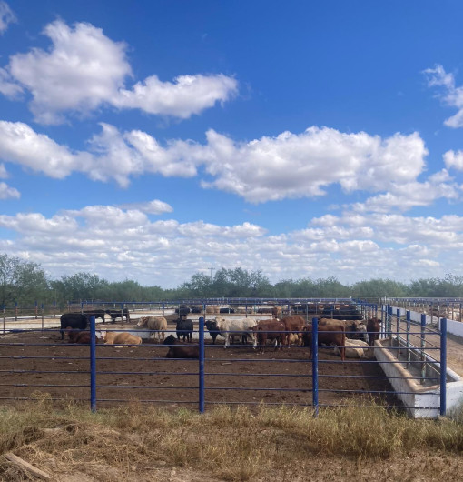 Cierre de exportación mantiene al tope la cuarentenaria