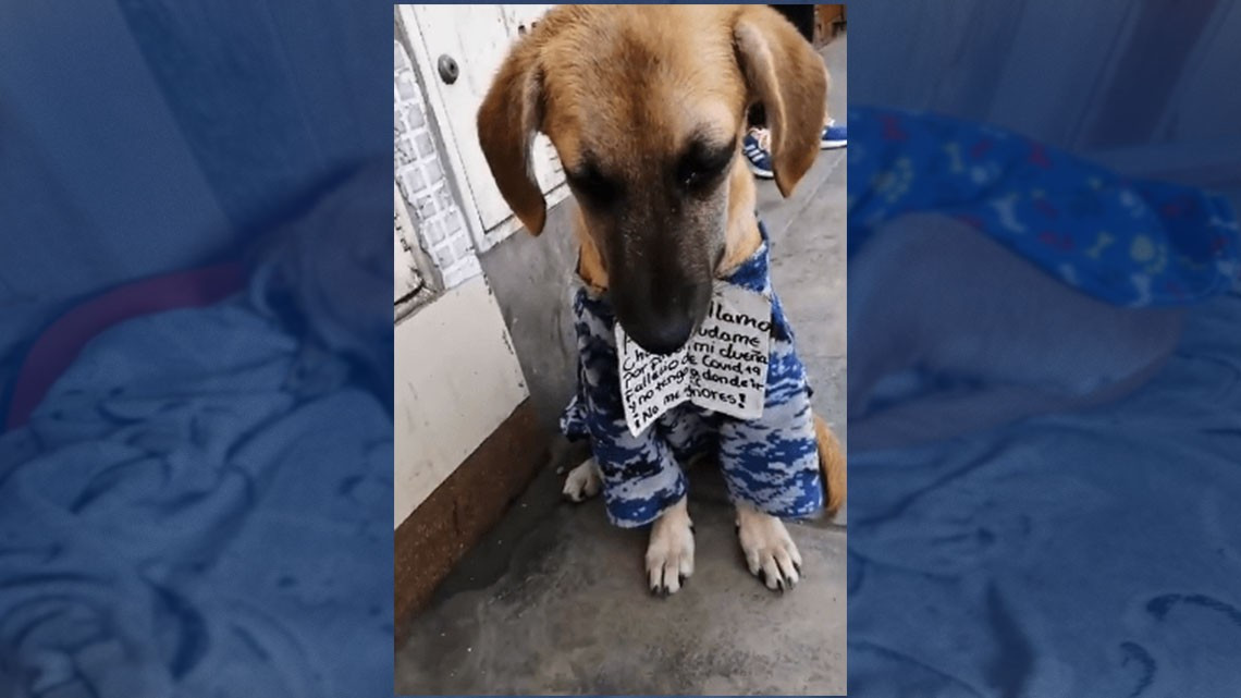 Perrito busca nuevo hogar tras fallecer su dueña por COVID-19 