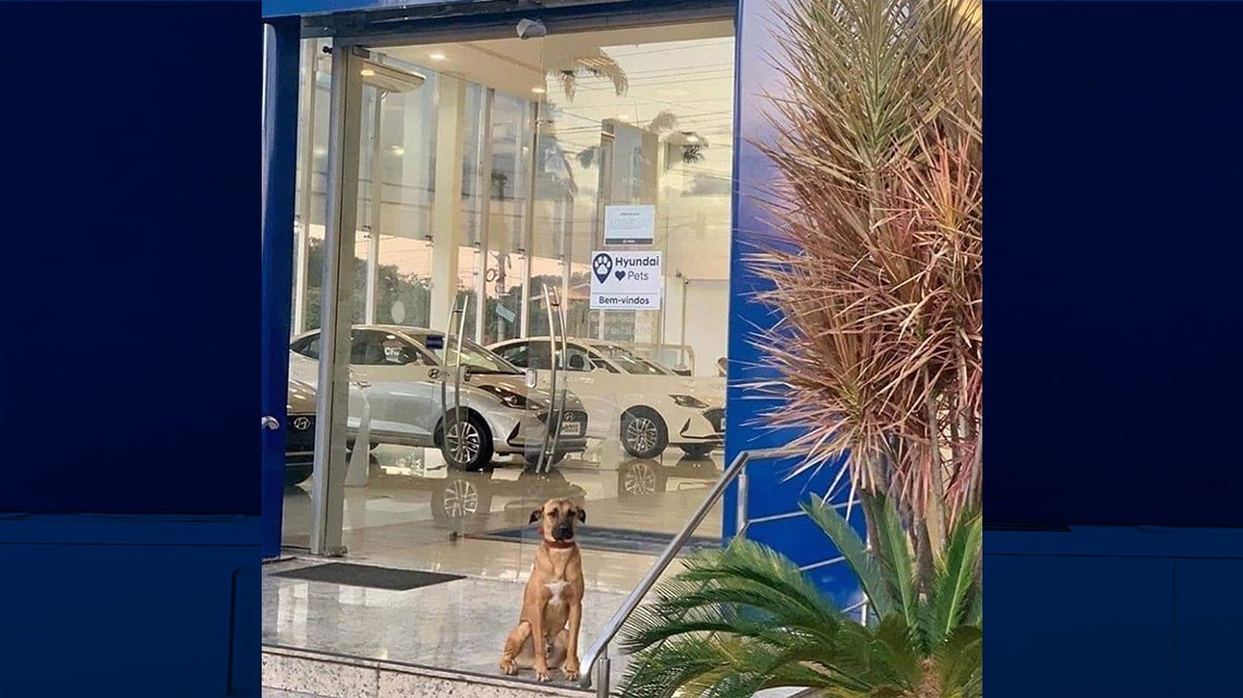 Perrito obtiene empleo en agencia de autos 
