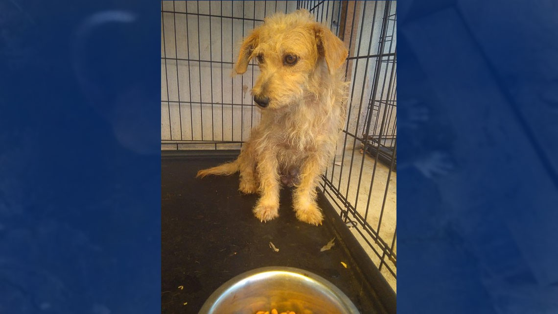 Refugios de animales frenan rescates, urgen adopciones