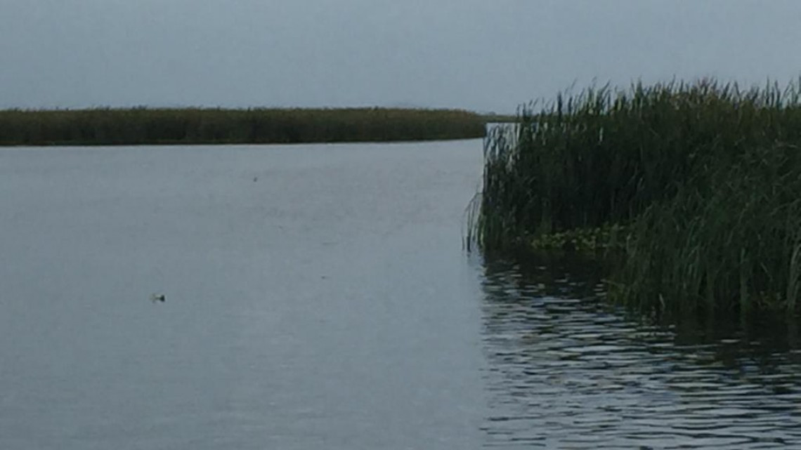 Afecta pez diablo la producción pesquera en lagunas del Sur