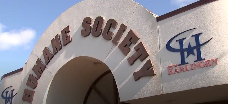 Sociedad Protectora de Animales en Harlingen pide urgentemente adoptar: están a máxima capacidad