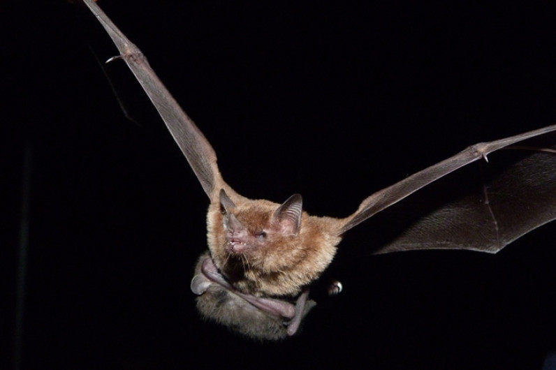 Encuentran nuevos coronavirus en murciélagos de China 