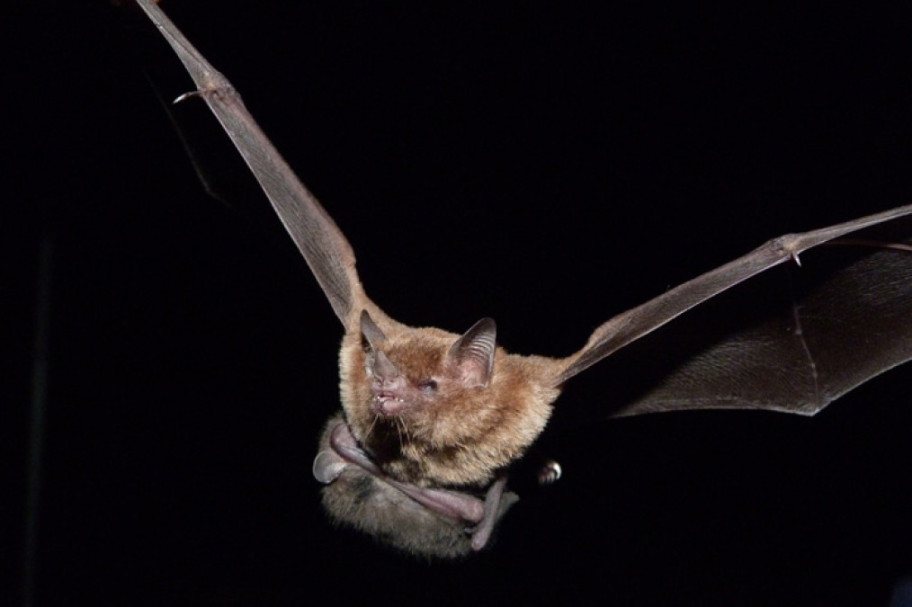 Encuentran nuevos coronavirus en murciélagos de China 