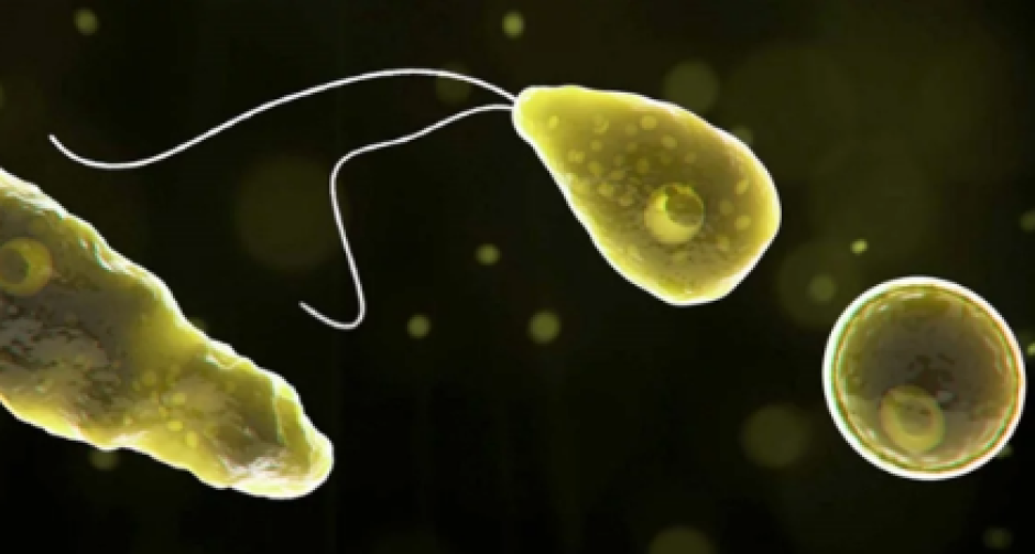 Ameba “comecerebros” cobra una vida