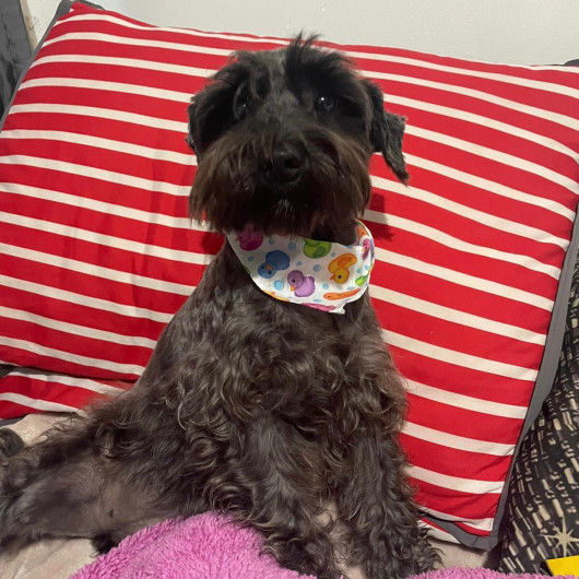 Uso de aromaterapia en mascotas calma estrés a la pirotecnia