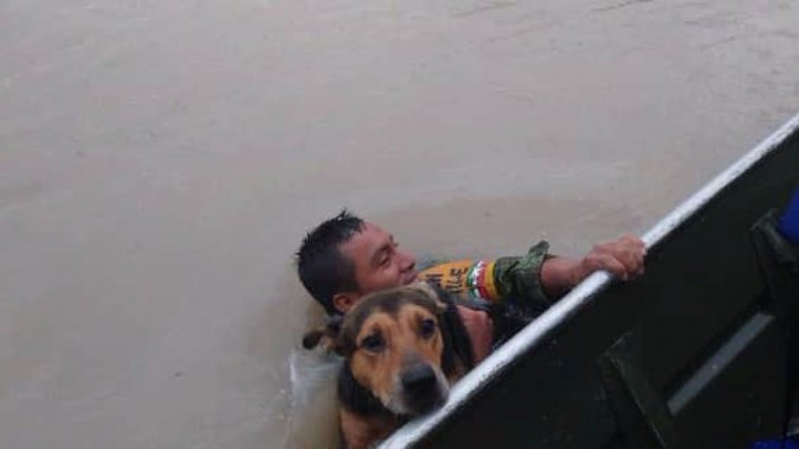 Salvan a perritos tras el paso de ‘Hanna’ en Reynosa