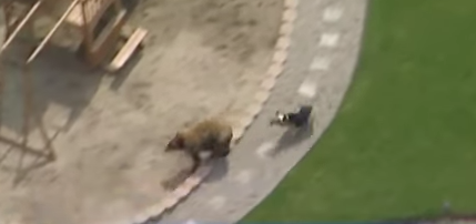 Can ahuyenta a oso en California