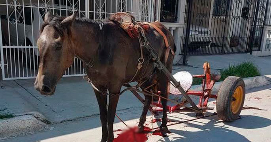 Caballo es herido por cargar exceso de peso en carreta de basura 