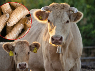 Confirman 10 casos de gusano barrenador en ganado de Oaxaca