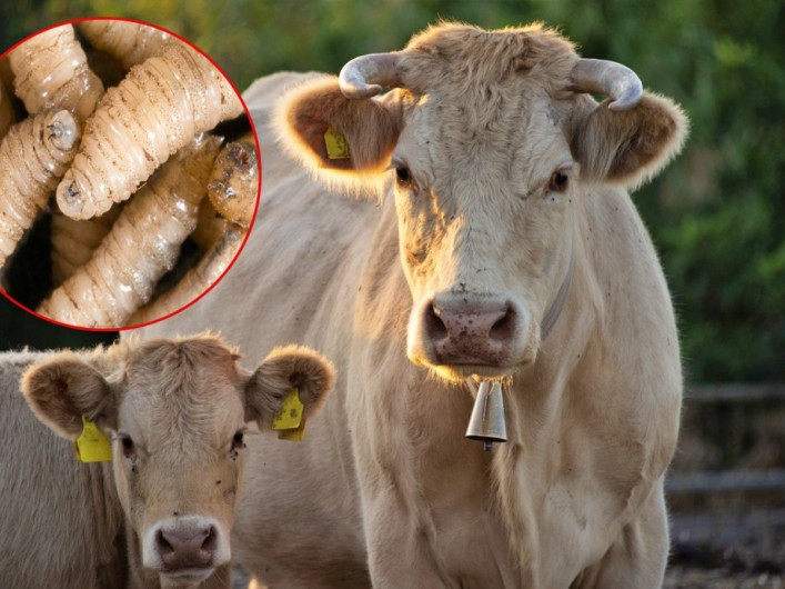 Confirman 10 casos de gusano barrenador en ganado de Oaxaca