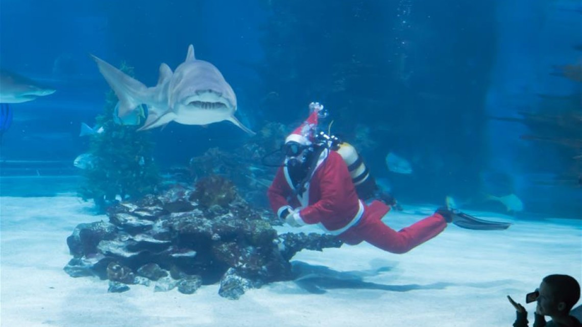 Buzos disfrazados de Santa brillan en acuarios del mundo