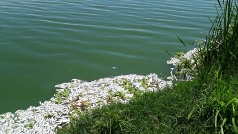 Se genera mortandad de peces en la Laguna “del conejo”