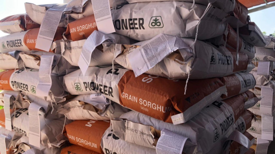 Apoyan a campesinos con semilla de sorgo