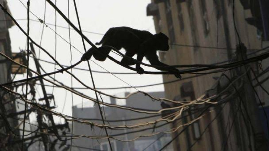 Monos de la India se roban un bebé y lo dejan muerto en un tanque de agua