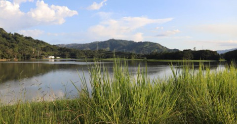 Recibirá Colombia 360 mdd de Europa para reforestación