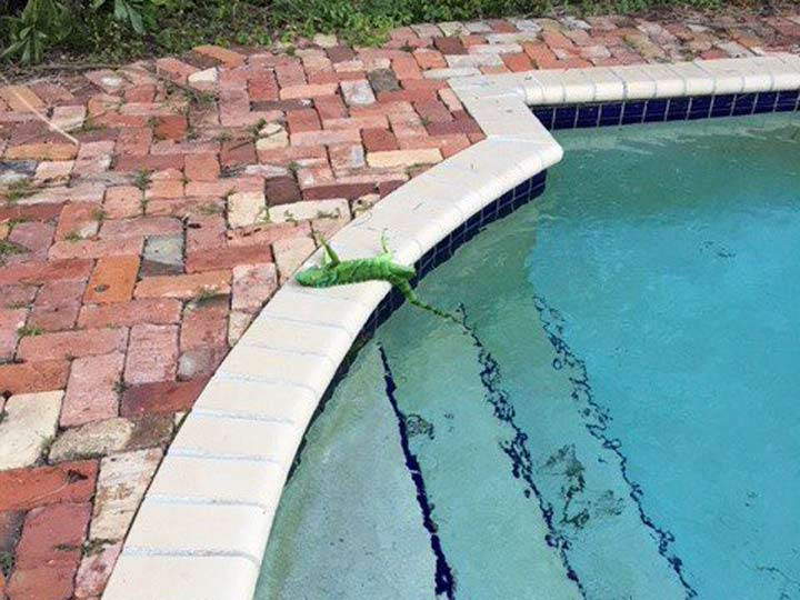 Iguanas mueren petrificadas en Florida por frío
