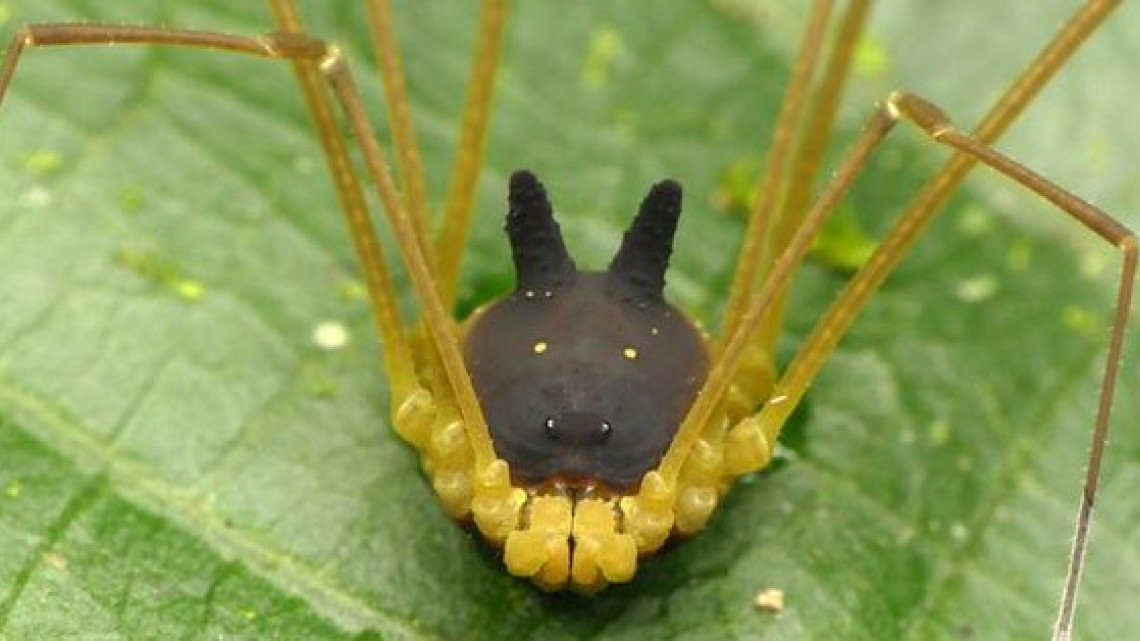 La extraña araña con cabeza de perro