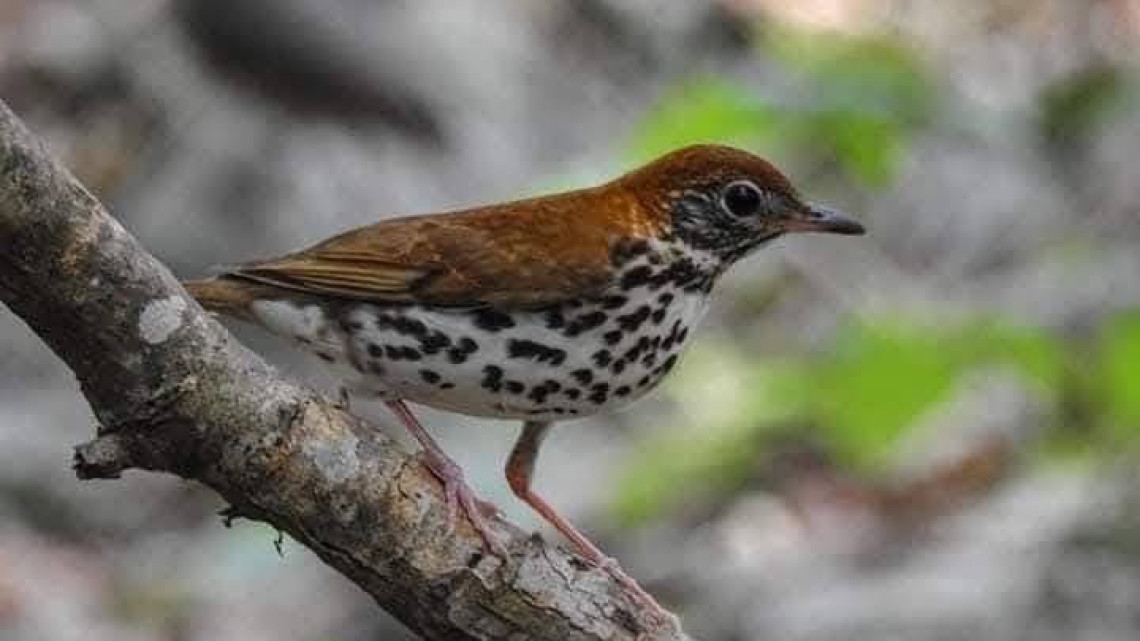 Tiene Tamaulipas una gran riqueza de aves : Comisión de Parques