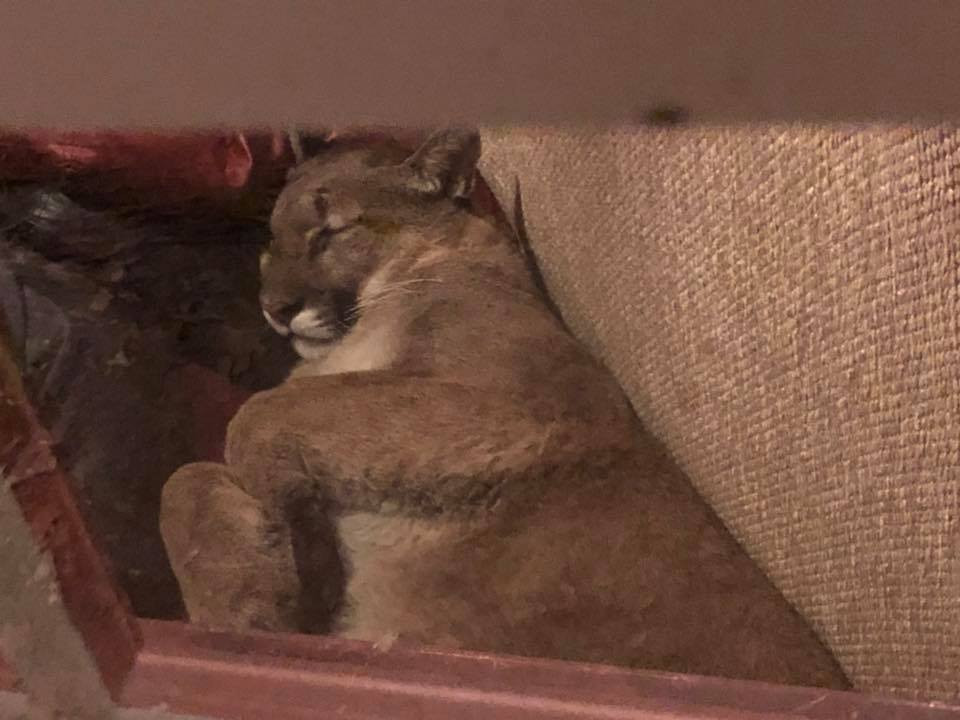 Mujer regresa a su casa y  encuentra a un puma durmiendo en la sala 