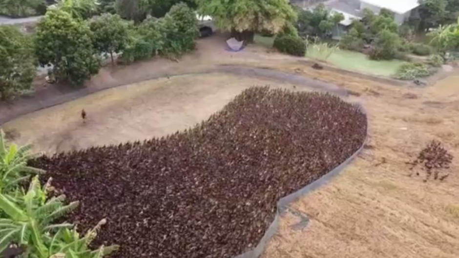 Ejército de patos limpia de plagas los arrozales de Tailandia