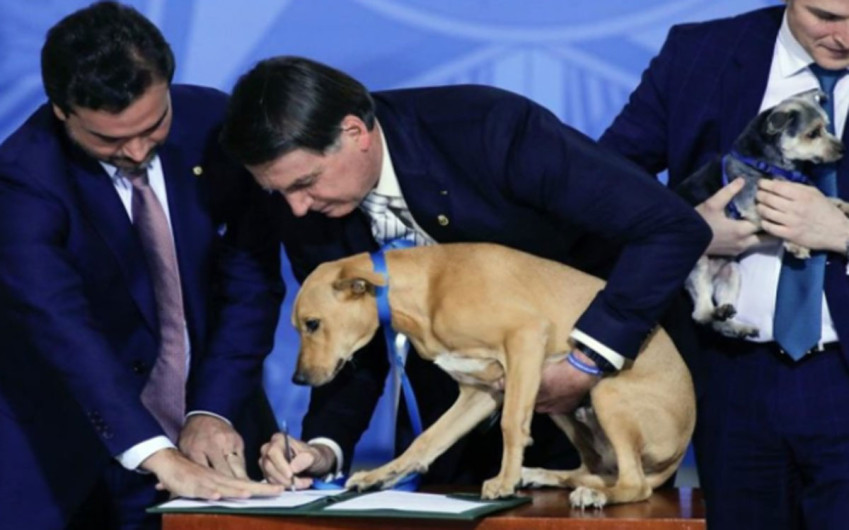 Aumentan en Brasil las penas por maltrato animal