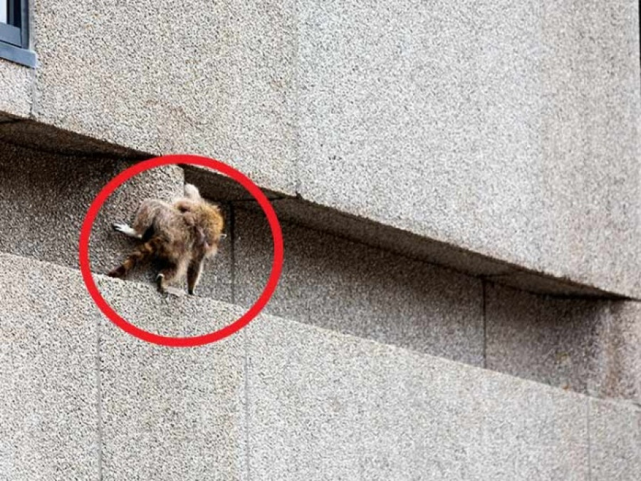 Y con ustedes “el mapache araña”