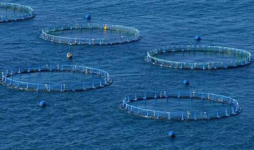 Buscan instalar granjas flotantes para producción de tilapia y otras especies