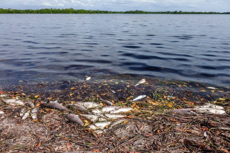 Marea roja causa muerte marina sin precedentes en Florida
