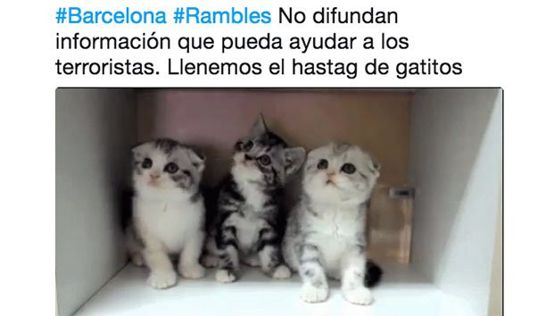 Tras atentado en Barcelona Twitter se llena de gatitos