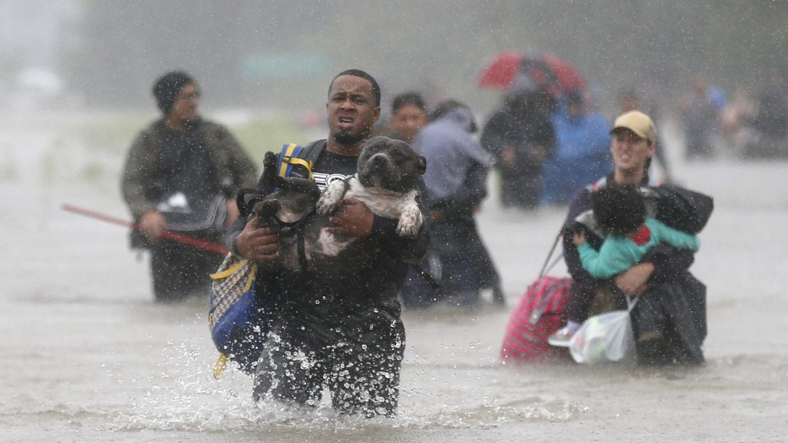 Comienza EU rescate de mascotas victimas de ‘Harvey’