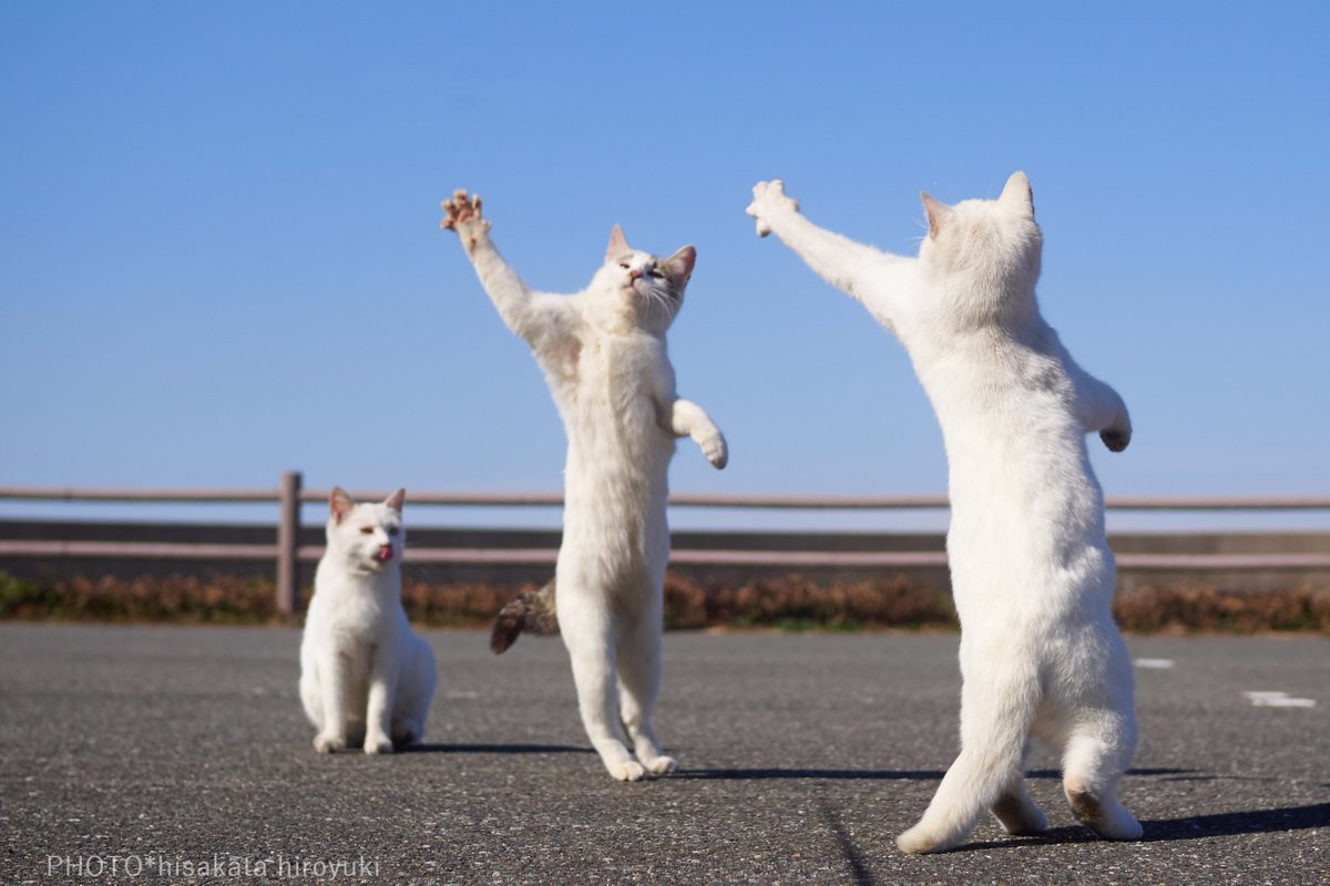 Estos gatos no son ninjas, pero lo parecen